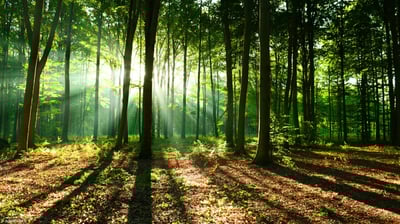 Web3: a new tool to serve Sustainable development